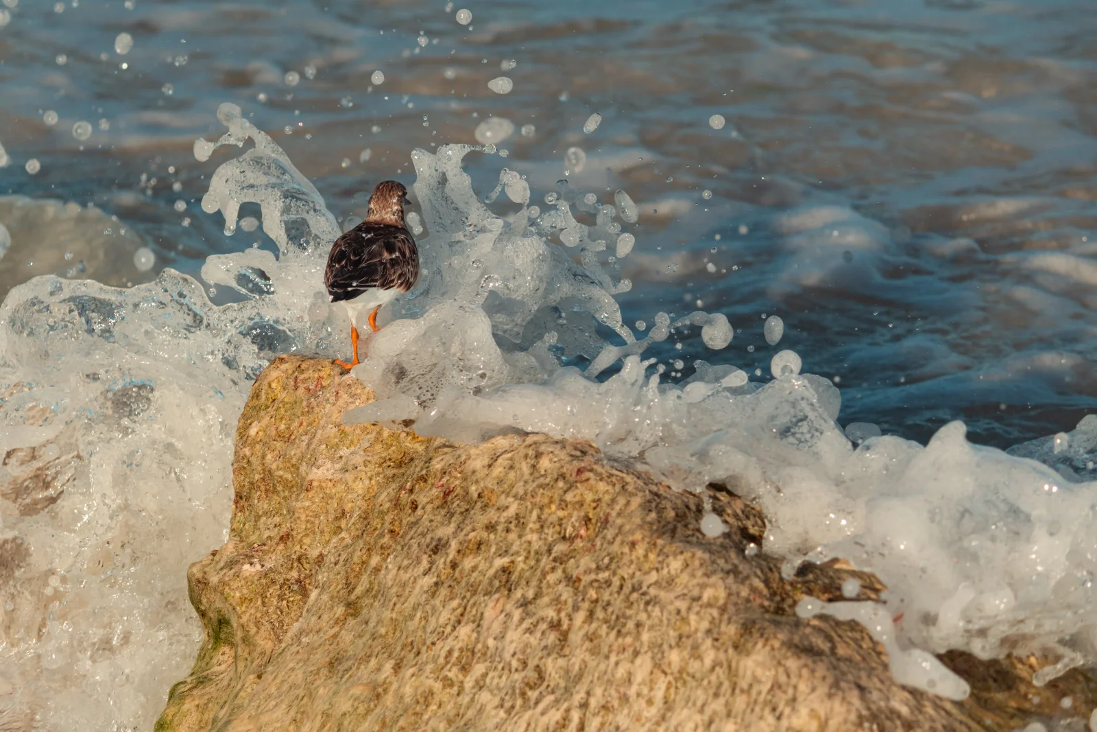 nature photography by JRMGraphy